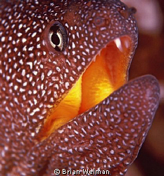 Starry Moray Close Up by Brian Welman 